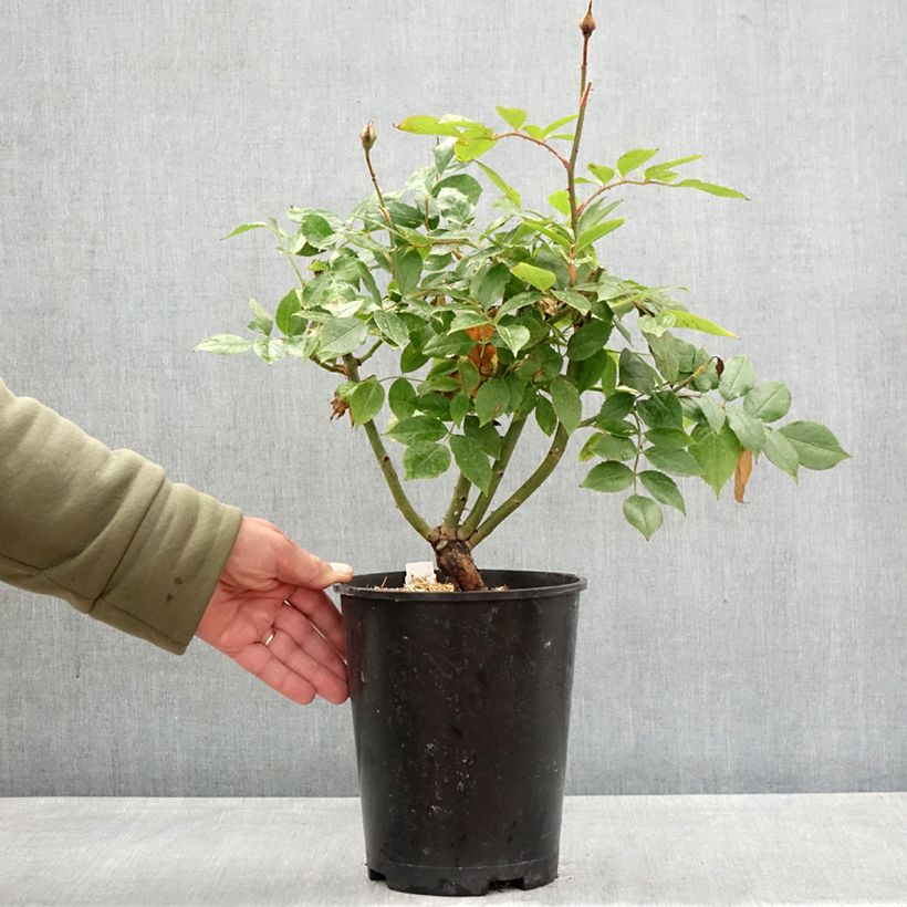 Rosal Womanity Maceta 4L/5L Ejemplar entregado en la primavera