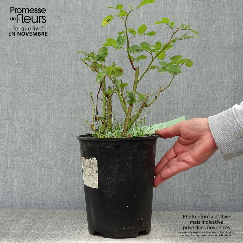 Ejemplar de Rosal Arthur Bell Maceta 2L/3L entregado en otoño