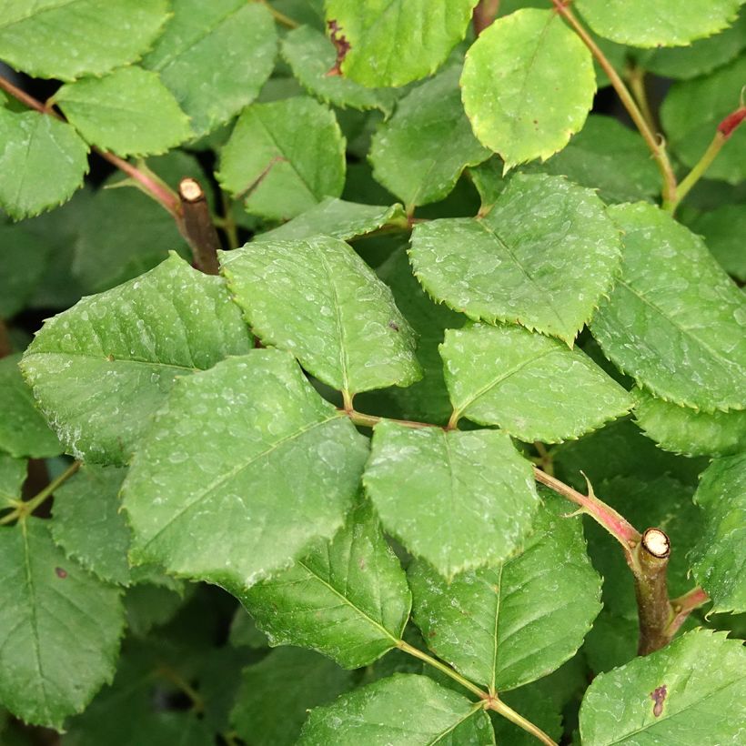 Rosal Eveline Wild (Follaje)