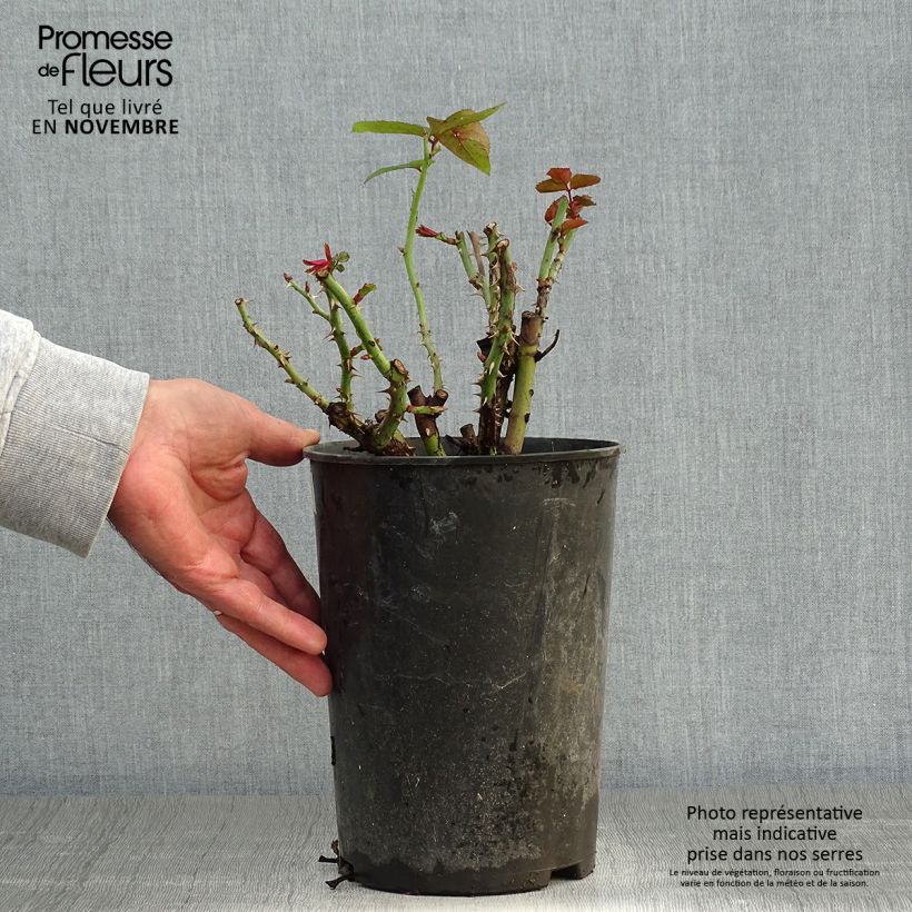 Ejemplar de Rosal Nadia Zerouali Maceta 4L/5L entregado en otoño
