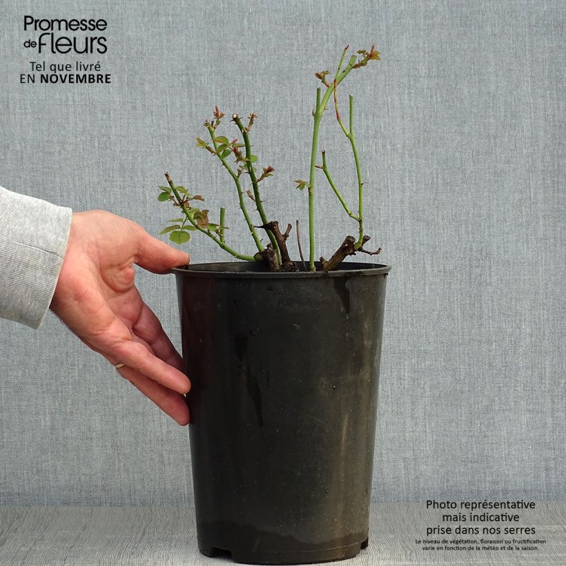 Ejemplar de Rosal Pear Maceta 4L/5L entregado en otoño