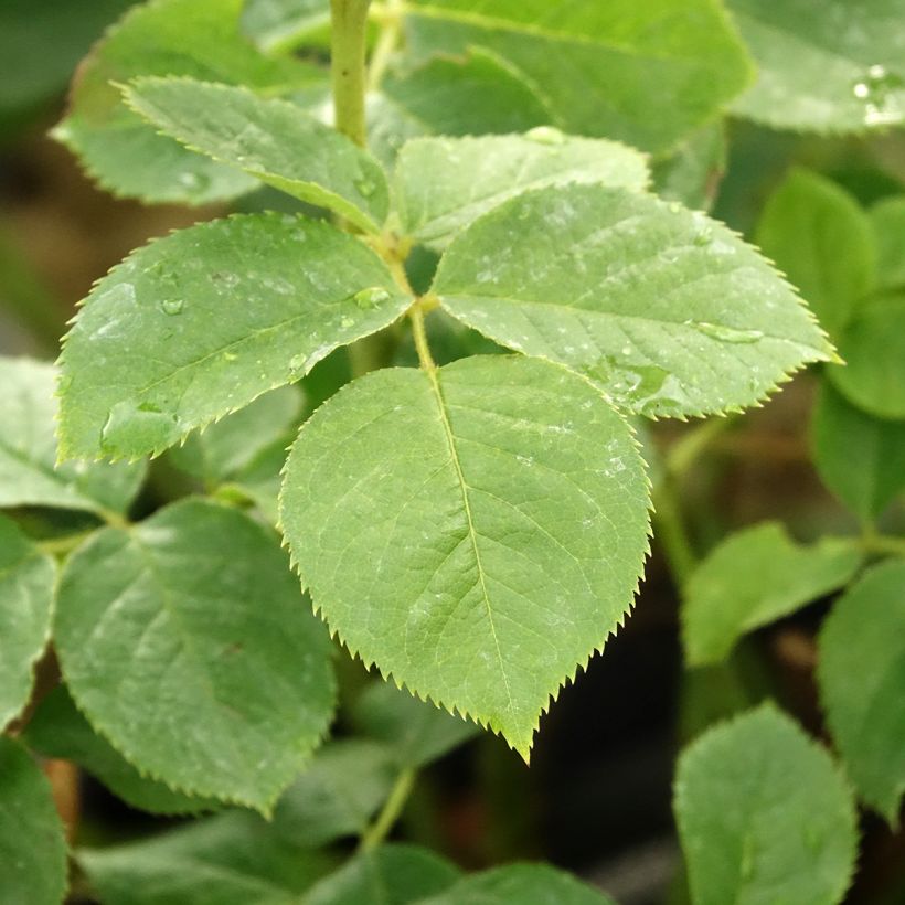 Rosal Pear (Follaje)