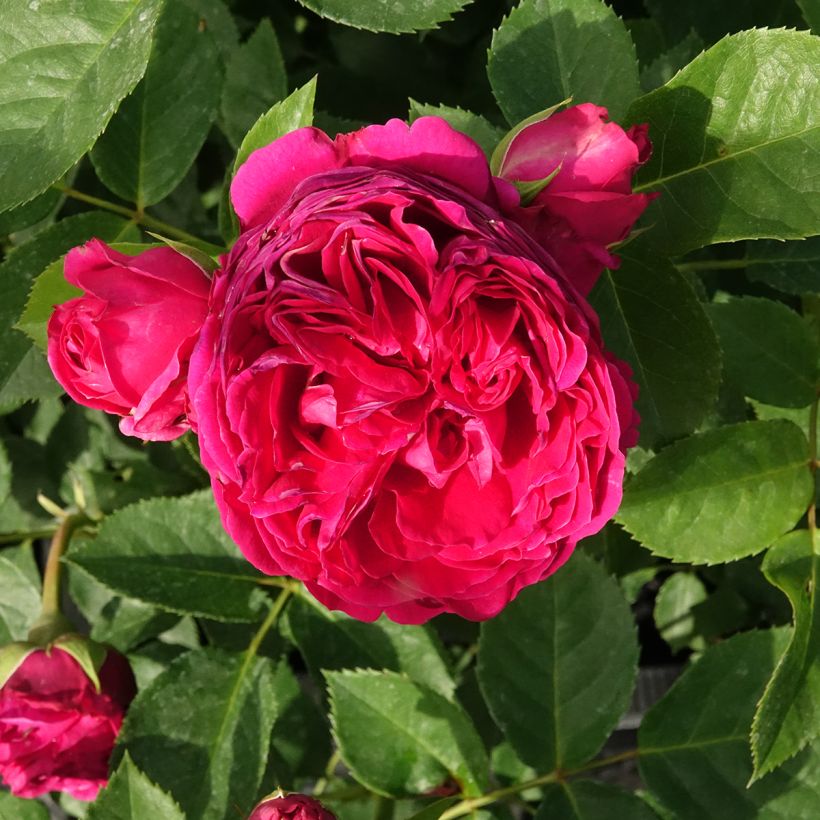 Rosal Sophie Luise (Floración)
