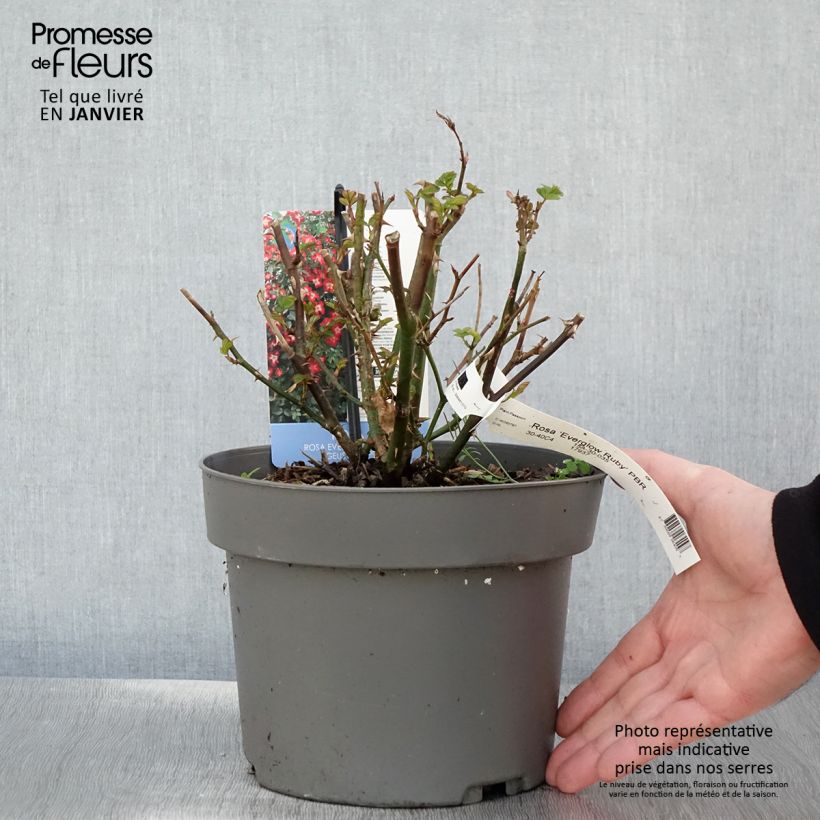 Rosal Everglow Ruby Maceta 4L/5L Ejemplar entregado en invierno
