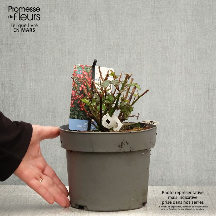 Rosal Everglow Ruby Maceta 4L/5L Ejemplar entregado en la primavera