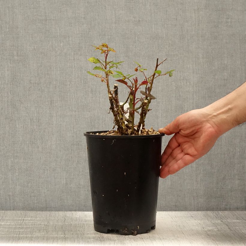 Rosal Birthday Rose Bio - Rosal con pétalos comestibles Maceta 4L/5L Ejemplar entregado en la primavera