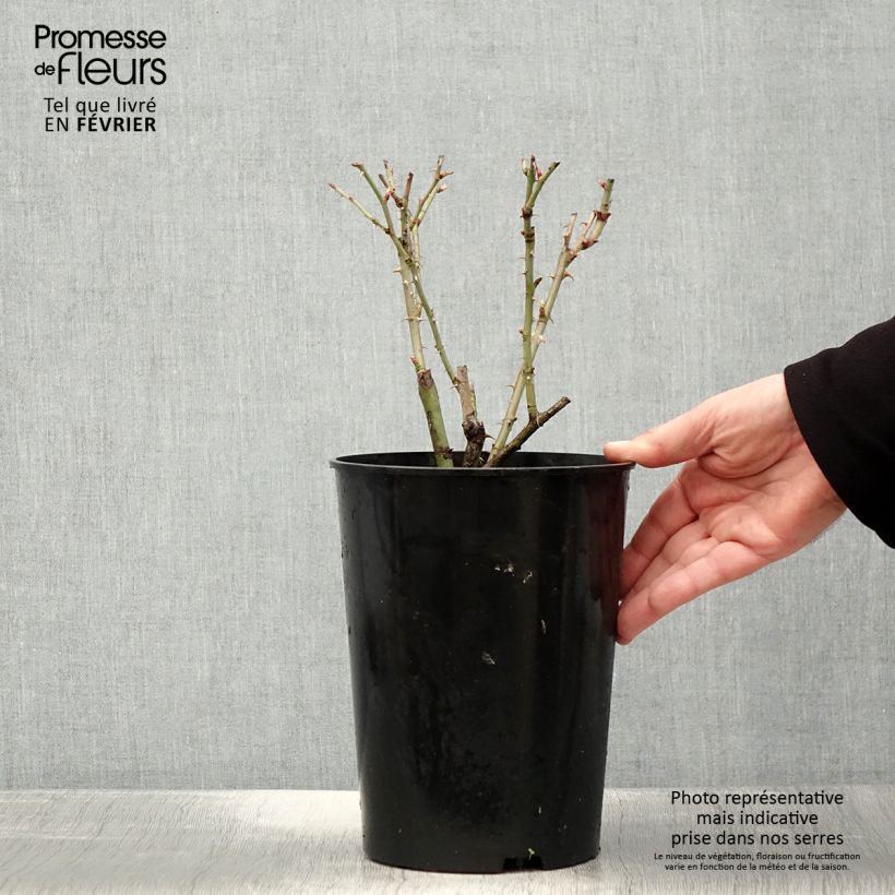 Rosal alba Suaveolens Maceta 4L/5L Ejemplar entregado en invierno