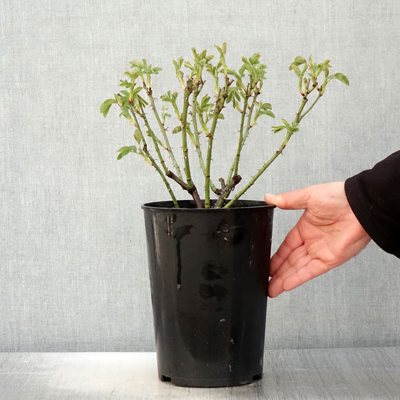 Rosal alba Suaveolens Maceta 4L/5L Ejemplar entregado en la primavera