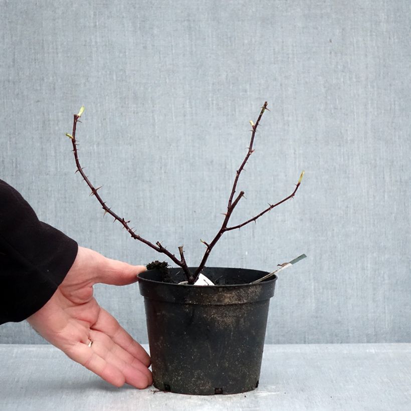 Rosal rugosa Basye's Purple Rose Maceta 1,5L/2L Ejemplar entregado en invierno