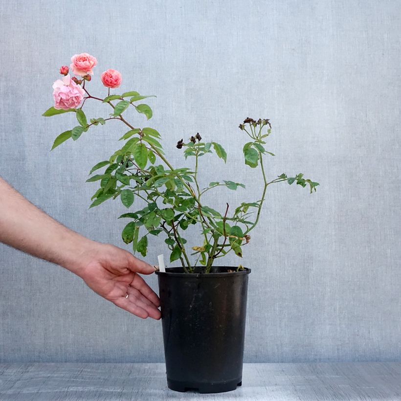 Ejemplar de Rosal Cornelia Maceta 4L/5L entregado en verano