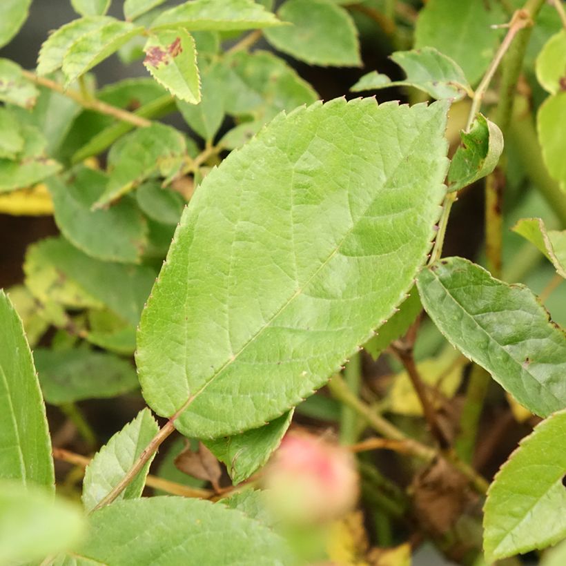Rosal Cornelia (Follaje)