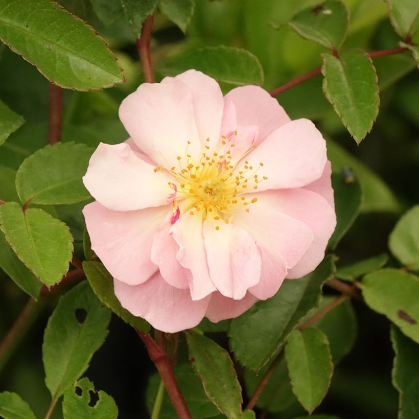 Rosal Cornelia (Floración)