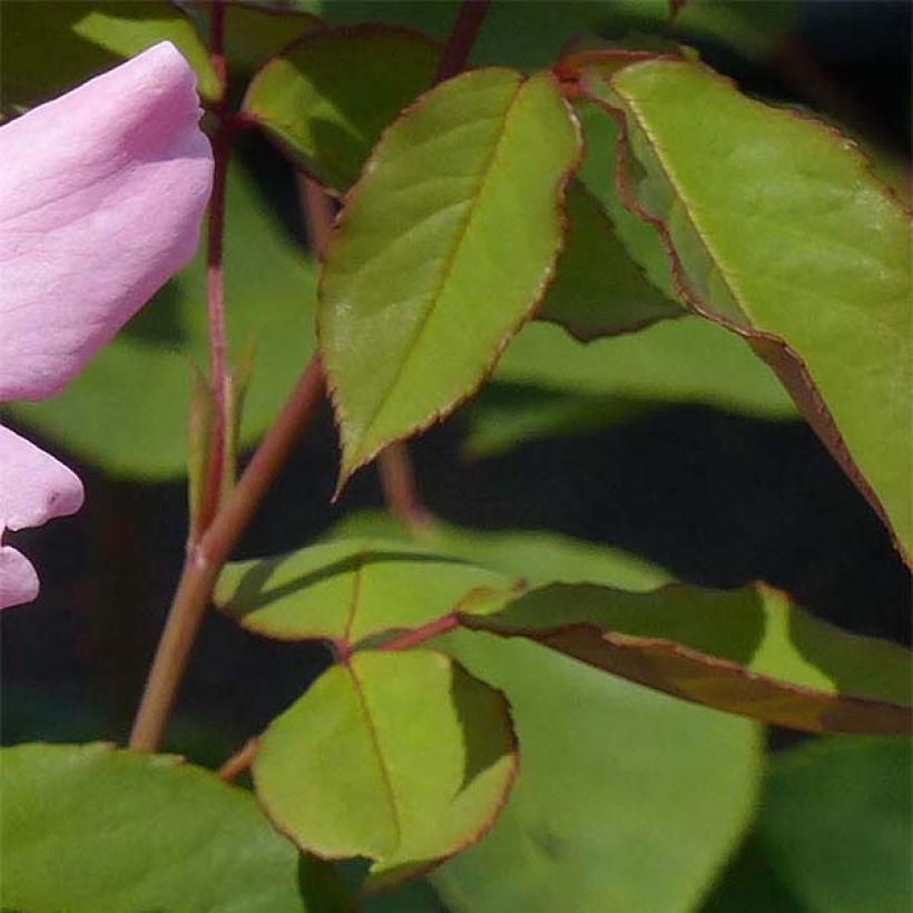 Rosal Dainty Bess (Follaje)