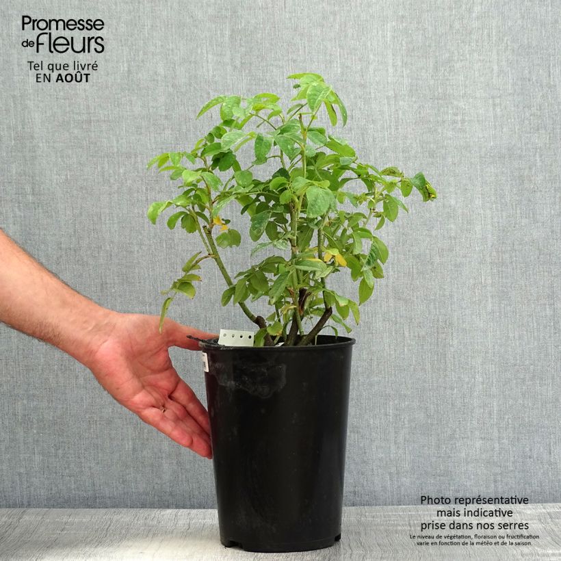 Ejemplar de Rosal Ispahan - Rosal de Damasco Maceta 4L/5L entregado en verano