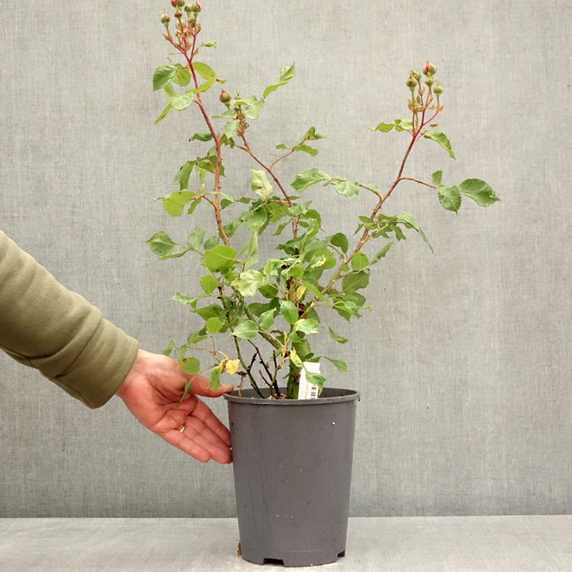 Rosal Empereur du Maroc Maceta 4L/5L Ejemplar entregado en la primavera