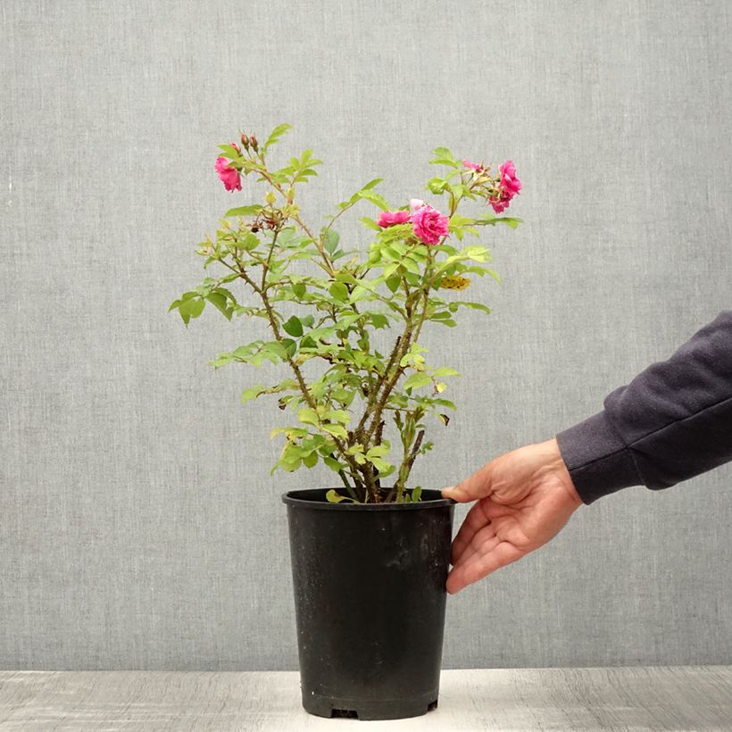 Ejemplar de Rosal rugosa F.J Grootendorst Maceta 4L/5L entregado en verano