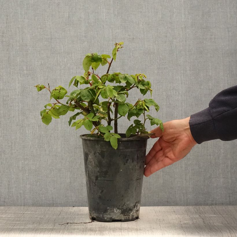 Rosal centifolia Fantin Latour Maceta 4L/5L Ejemplar entregado en la primavera