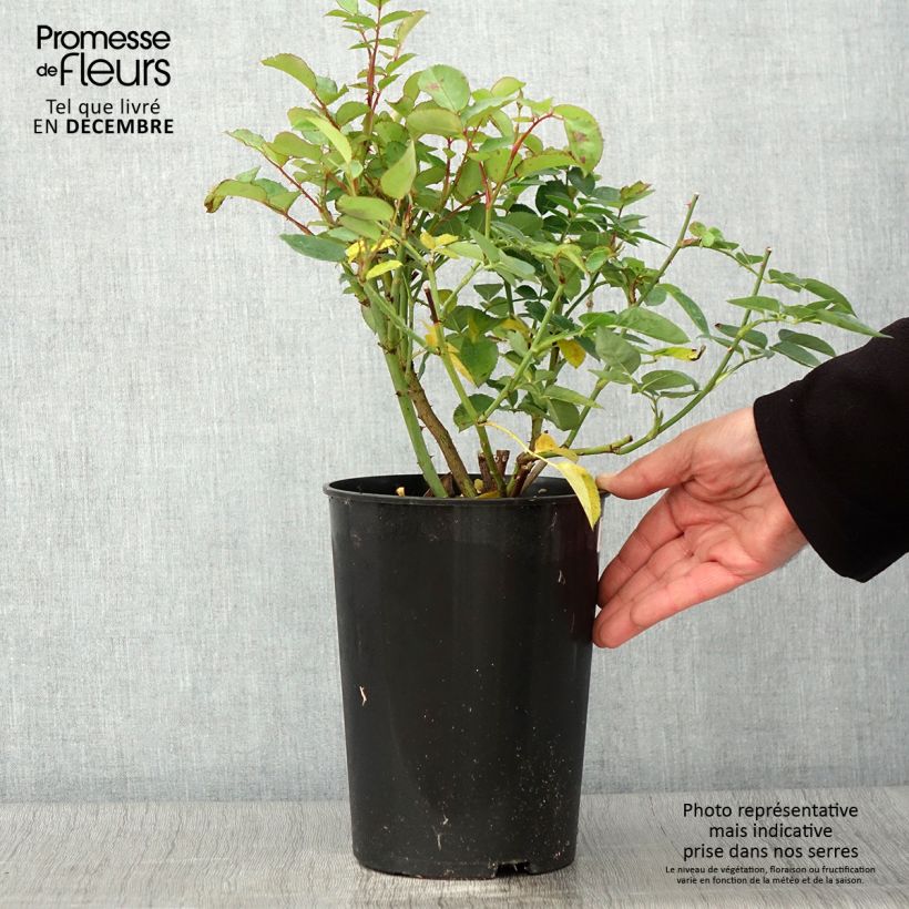 Ejemplar de Rosal Fragrant old yellow Maceta 4L/5L entregado en otoño