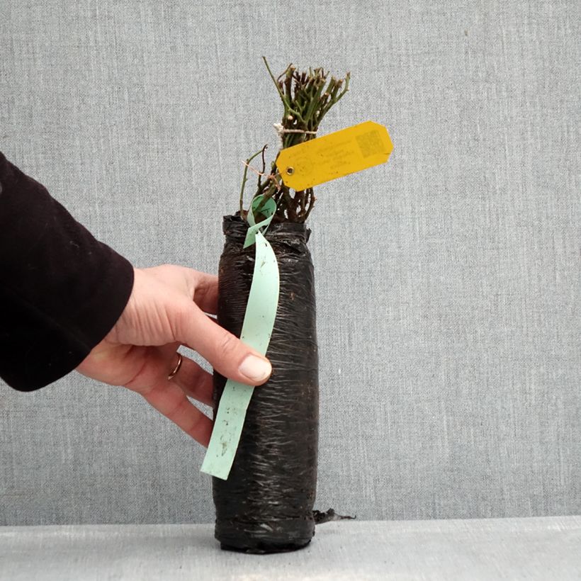 Rosal Fragrant old white Raíz desnuda Ejemplar entregado en invierno