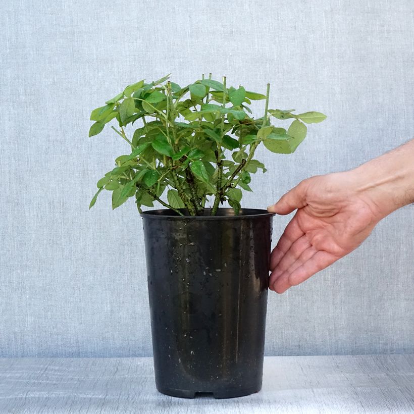 Ejemplar de Rosal gallica Officinalis - Rosal de Castilla Maceta 4L/5L entregado en verano