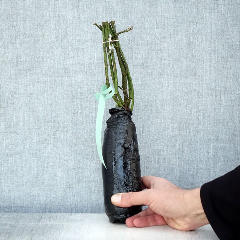 Rosa gallica - Rosa de Castilla Raíz desnuda Ejemplar entregado en invierno