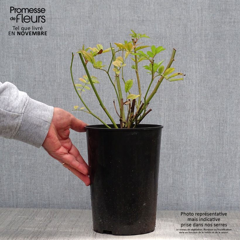 Ejemplar de Rosal multiflora Ghislaine de Féligonde - Rosal trepadora Maceta 4L/5L entregado en otoño