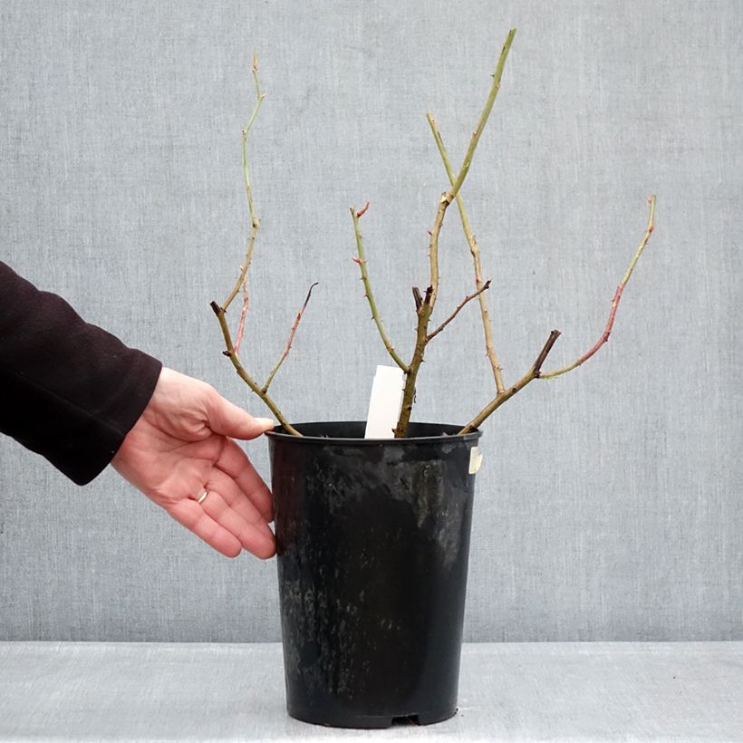Rosal gallica Gros Provins Panaché BIO - Rosal de Castilla Maceta 4L/5L Ejemplar entregado en invierno