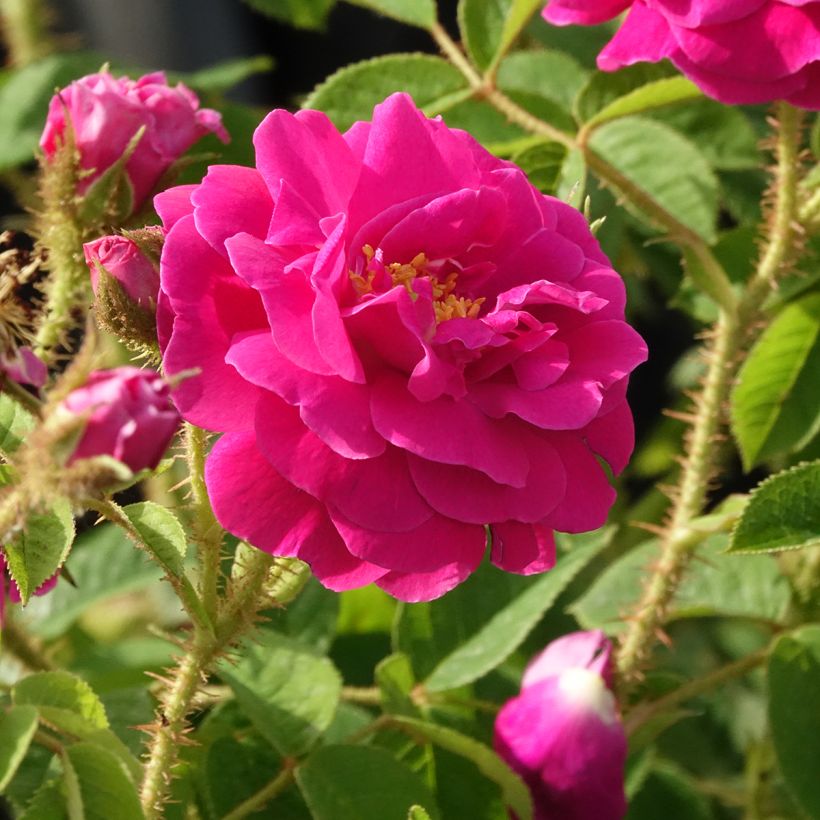 Rosal centifolia muscosa Henri Martin (Floración)