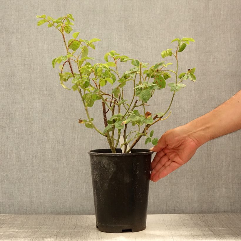 Ejemplar de Rosal centifolia muscosa Henri Martin Maceta 4L/5L entregado en verano
