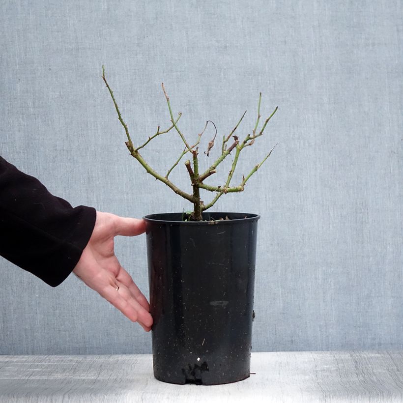 Rosal Jacqueline du Pré Maceta 4L/5L Ejemplar entregado en invierno