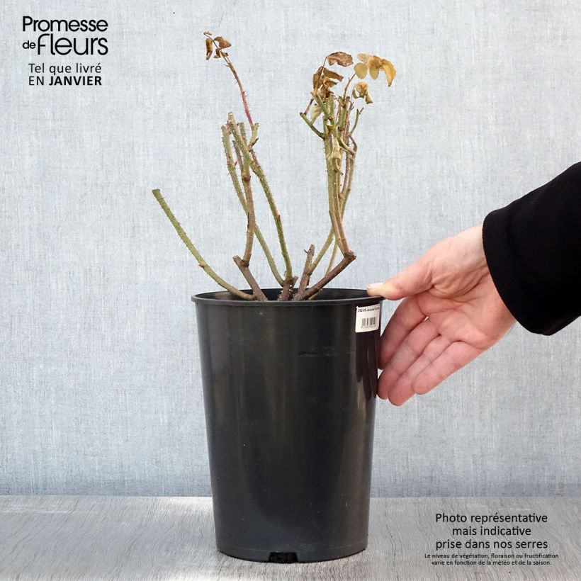 Rosal Portland Jacques Cartier Maceta 4L/5L Ejemplar entregado en invierno