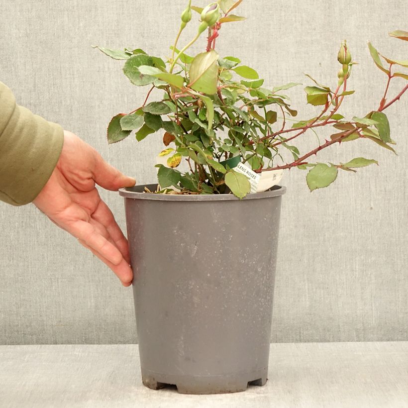 Rosal Louis XIV - Rosal china Maceta 4L/5L Ejemplar entregado en la primavera