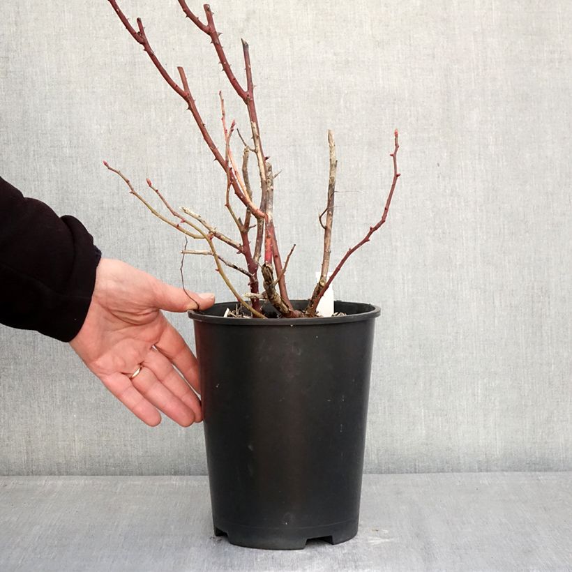 Rosal Madame Ernest Calvat Maceta 4L/5L Ejemplar entregado en invierno