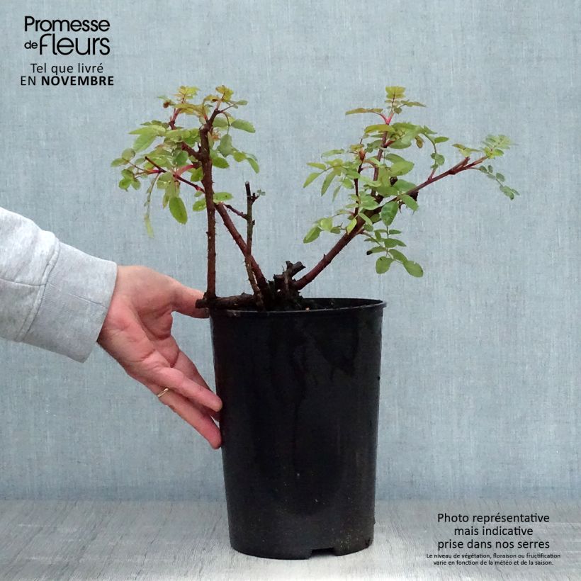 Ejemplar de Rosal moyesii Marguerite Hilling Maceta 4L/5L entregado en otoño