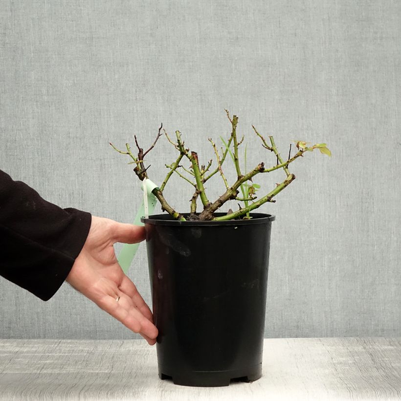 Ejemplar de Rosal Mme Issac Pereire Maceta 4L/5L entregado en otoño