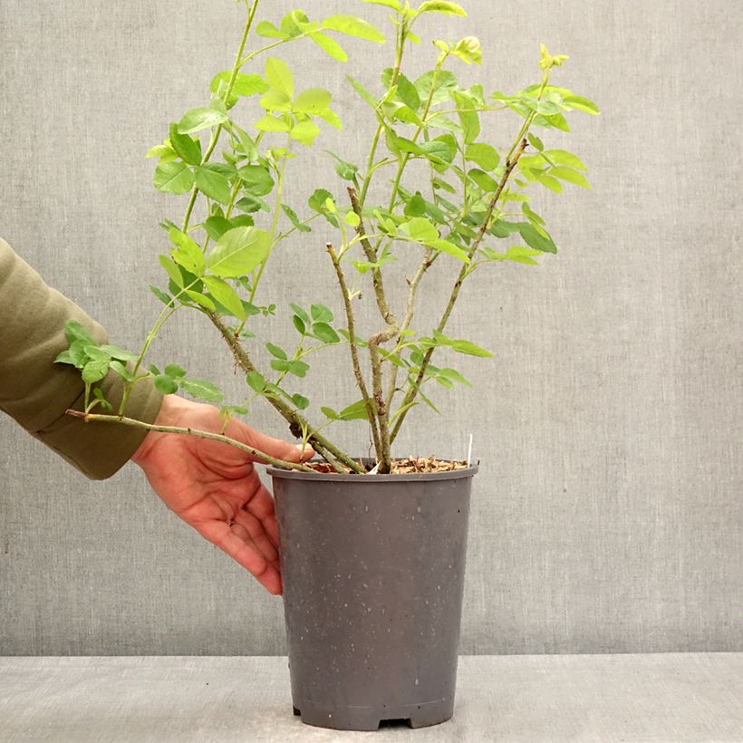 Rosal centifolia Salet Maceta 4L/5L Ejemplar entregado en la primavera