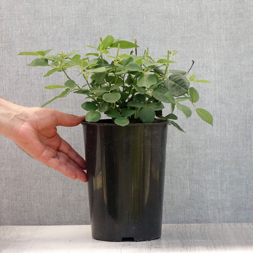 Ejemplar de Rosal Mrs John Laing Maceta 4L/5L entregado en verano