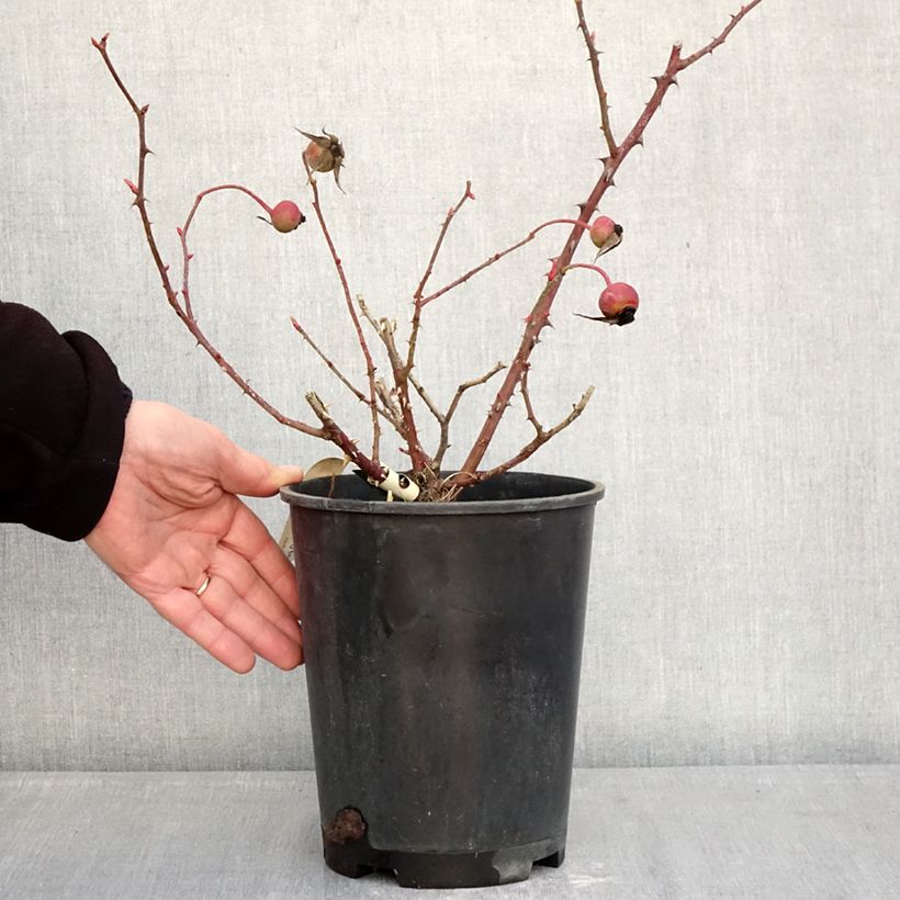 Rosal Mrs Oakley Fisher Maceta 4L/5L Ejemplar entregado en invierno