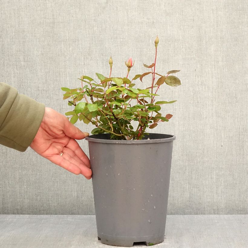 Rosal Perle d'or Maceta 4L/5L Ejemplar entregado en la primavera
