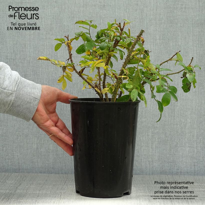 Ejemplar de Rosal rugosa Pink Grootendorst Maceta 4L/5L entregado en otoño