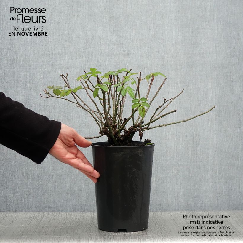 Ejemplar de Rosal Raubritter Maceta 4L/5L entregado en otoño
