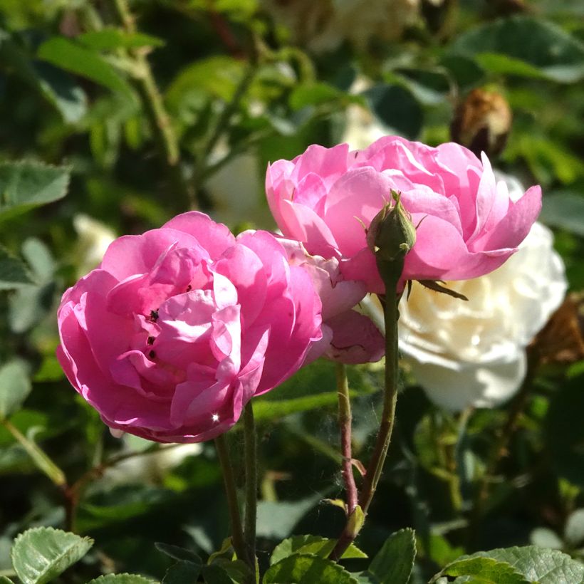 Rosal Raubritter (Floración)