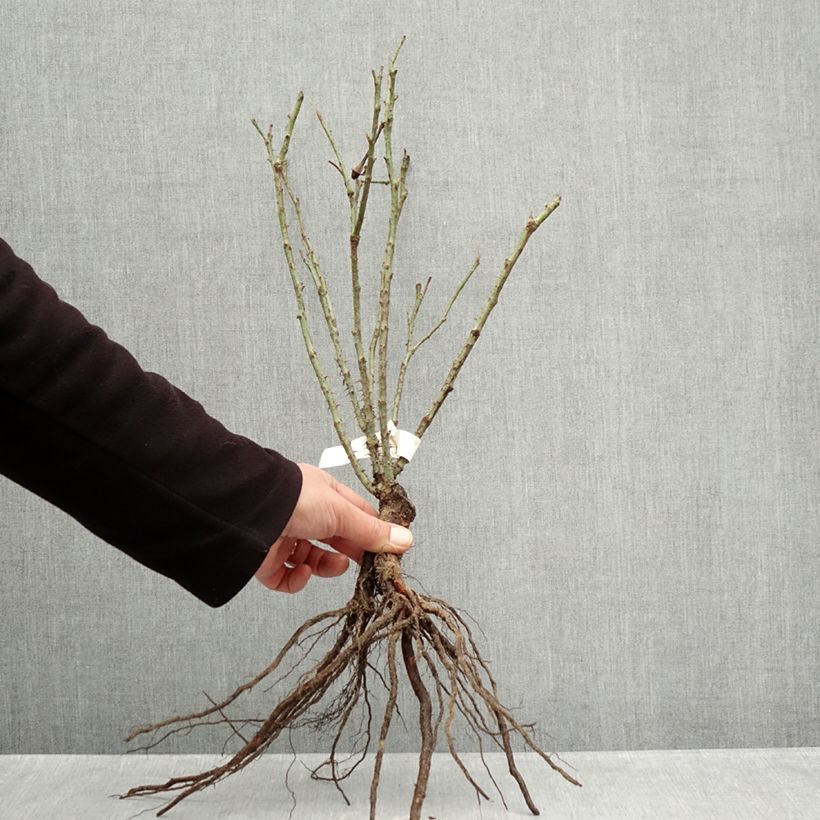 Rosal Rose de Rescht Raíces desnudas Ejemplar entregado en invierno