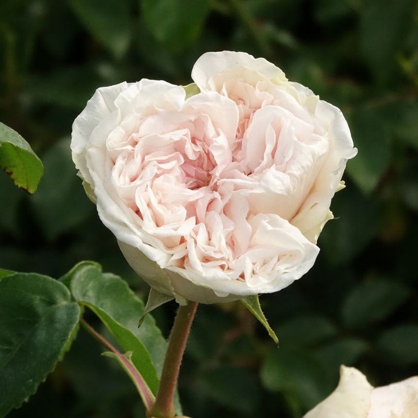 Rosal Souvenir de la Malmaison (Floración)