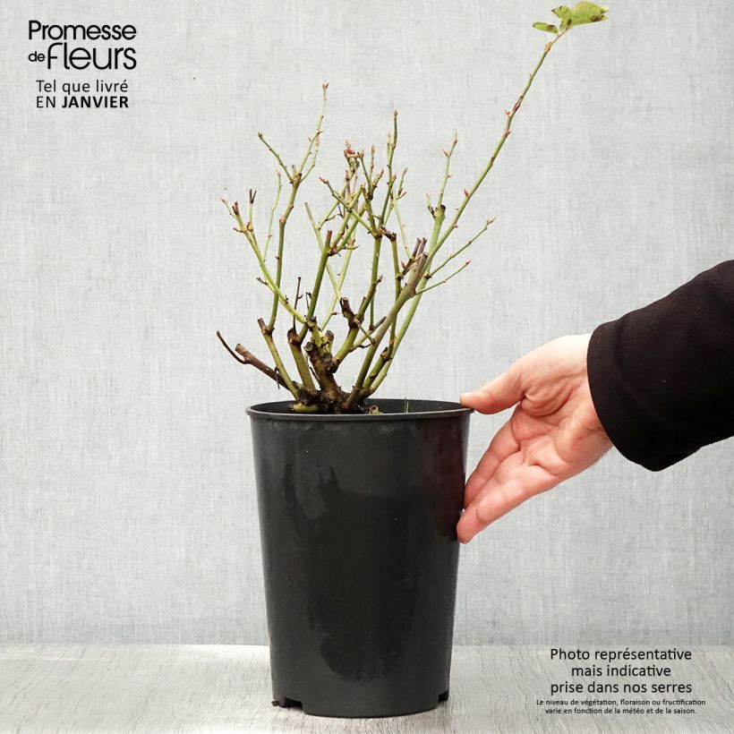 Rosal Souvenir du Dr Jamain Maceta 4L/5L Ejemplar entregado en invierno