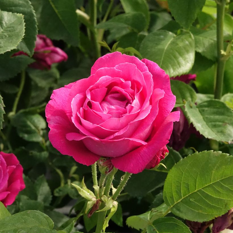 Rosal Ulrich Brunner fils (Floración)