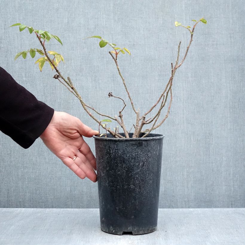 Ejemplar de Rosal Centifolia Muscosa William Lobb Maceta 4L/5L entregado en otoño