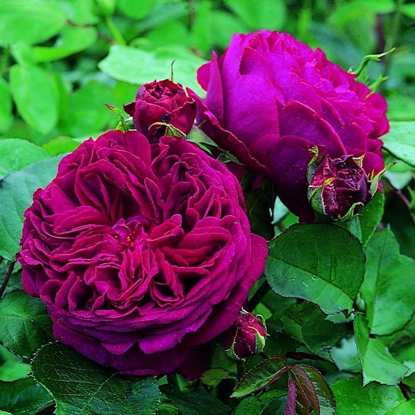 Rosal Falstaff (Floración)