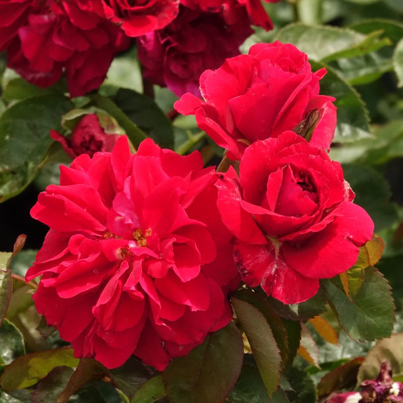 Rosal Hamlet Harfervour (Floración)
