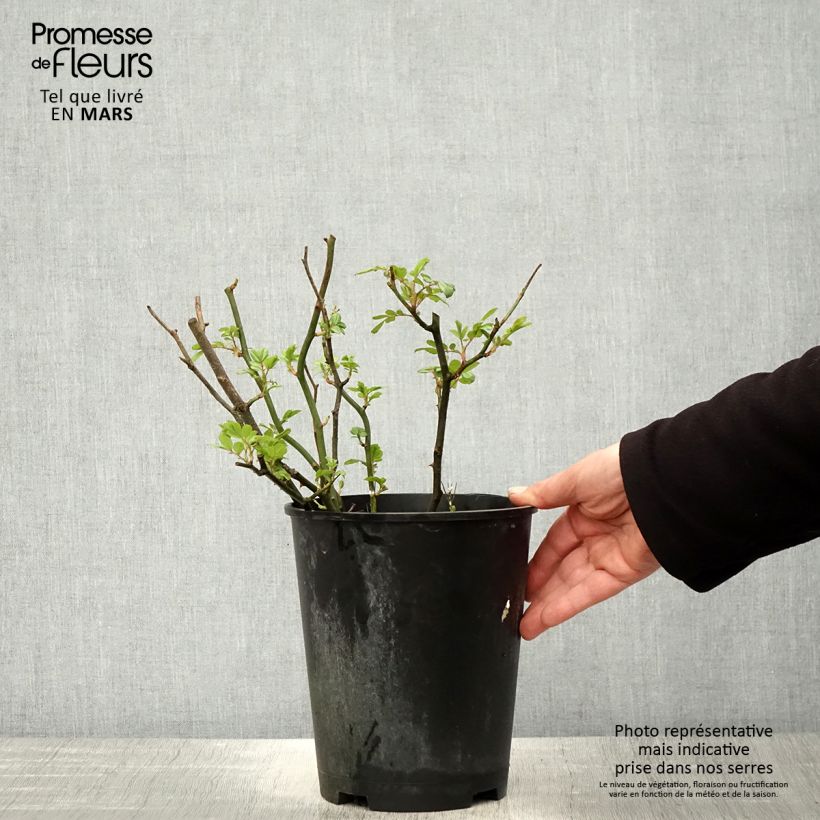 Rosal English Legend Hyde Park Maceta 4L/5L Ejemplar entregado en la primavera